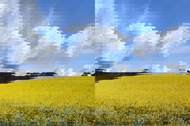 Rapsmark